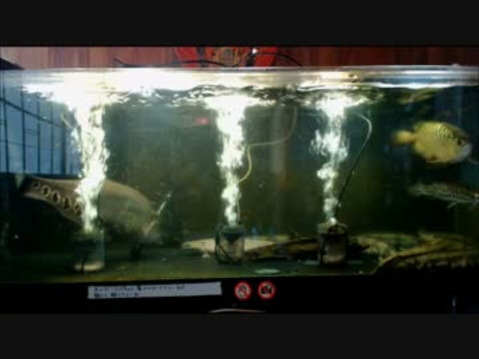 人気の 熱帯魚 アロワナ 動画 34本 ニコニコ動画