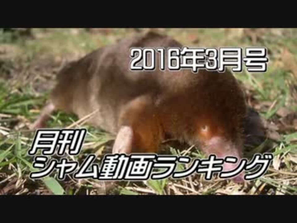 月刊シャム動画ランキング 16年3月号 ニコニコ動画