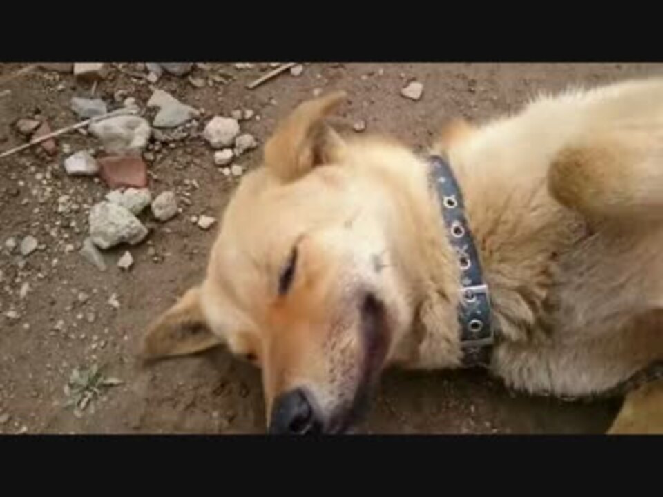 人気の 犬 動画 19 084本 4 ニコニコ動画