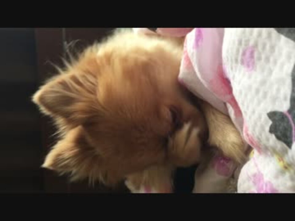 顔洗い犬 ニコニコ動画