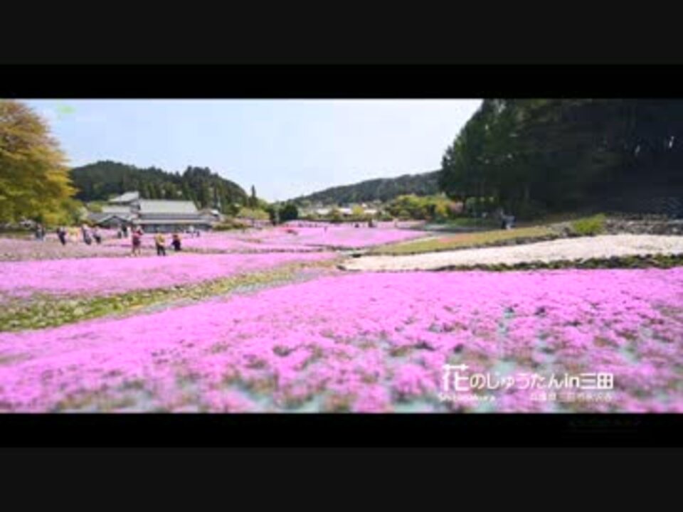 芝桜 花のじゅうたんin三田 ニコニコ動画