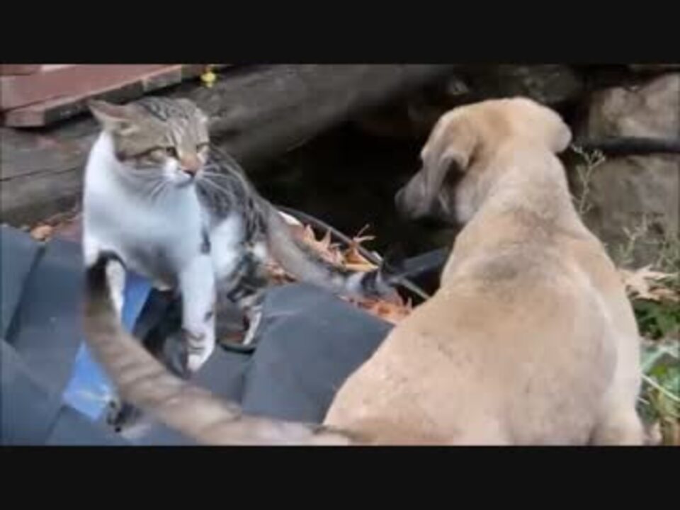 猫vs犬のケンカ ニコニコ動画