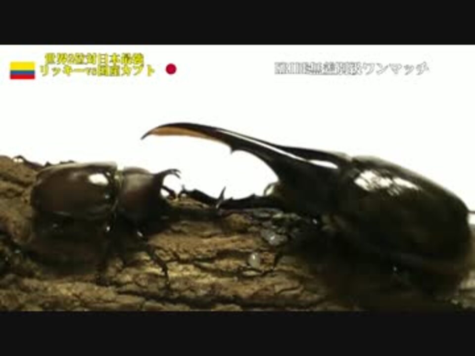 人気の 昆虫 カブトムシ 動画 1本 5 ニコニコ動画