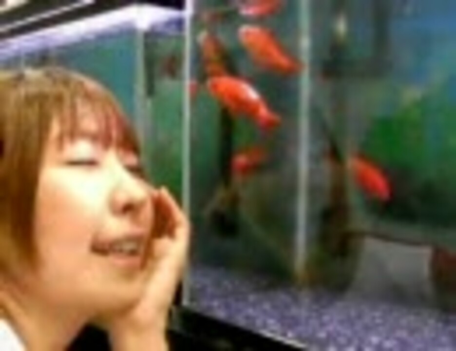人気の 金魚 崖の上のポニョ 動画 5本 ニコニコ動画