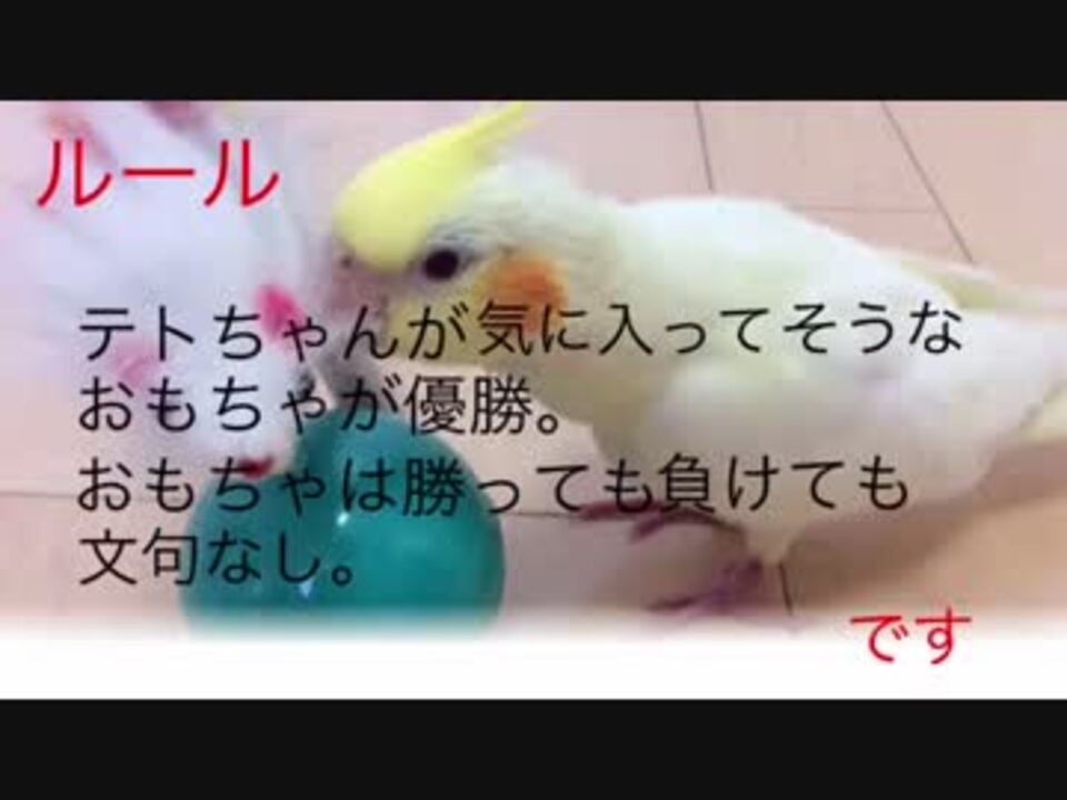 オカメインコのテト 好きなおもちゃランキング ニコニコ動画