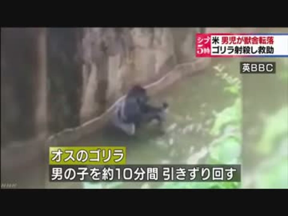 男児が獣舎転落する事故 ゴリラ射殺し救出する ニコニコ動画