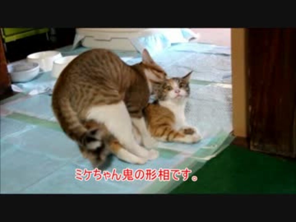 野良猫兄弟が家で交尾しはじめた 君達兄弟やがな ニコニコ動画