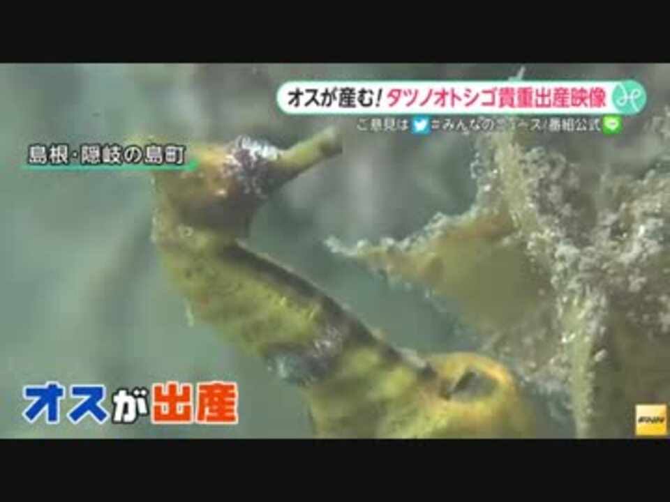 海のイクメン タツノオトシゴ の貴重な出産映像 ニコニコ動画