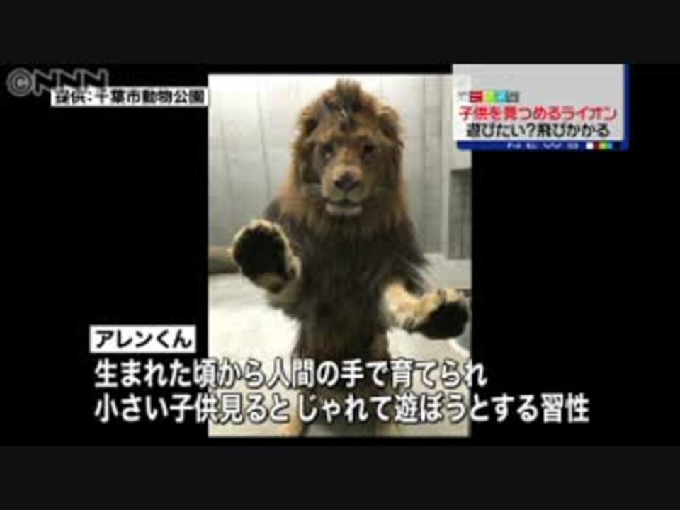 70以上 ライオン 対 人間 ただの悪魔の画像