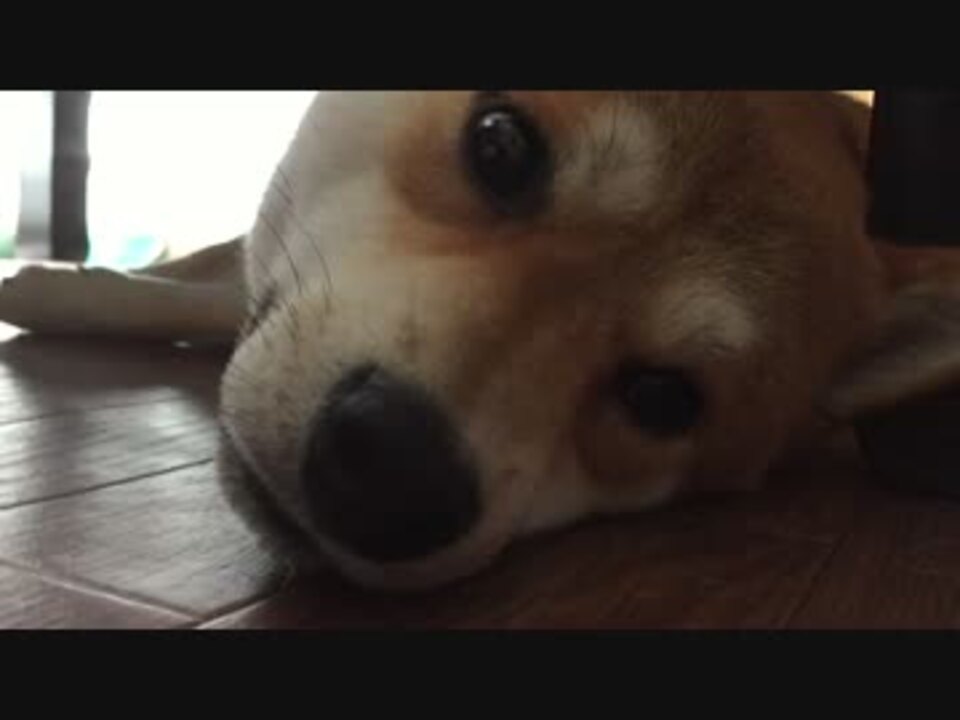 人気の クチャラー 動画 119本 3 ニコニコ動画