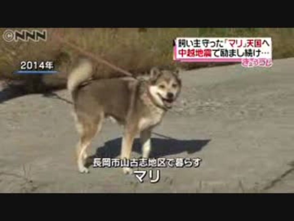 中越地震で飼い主ら守った犬のマリが死ぬ ニコニコ動画