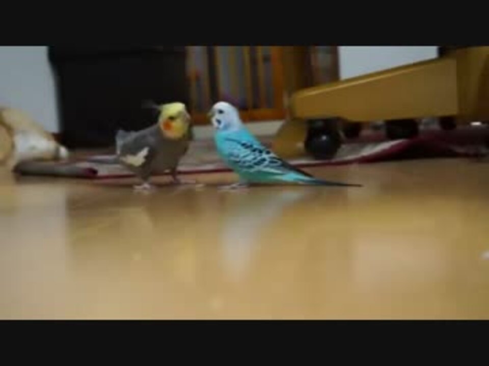 人気の Av アニマルビデオ オカメインコ 動画 552本 5 ニコニコ動画