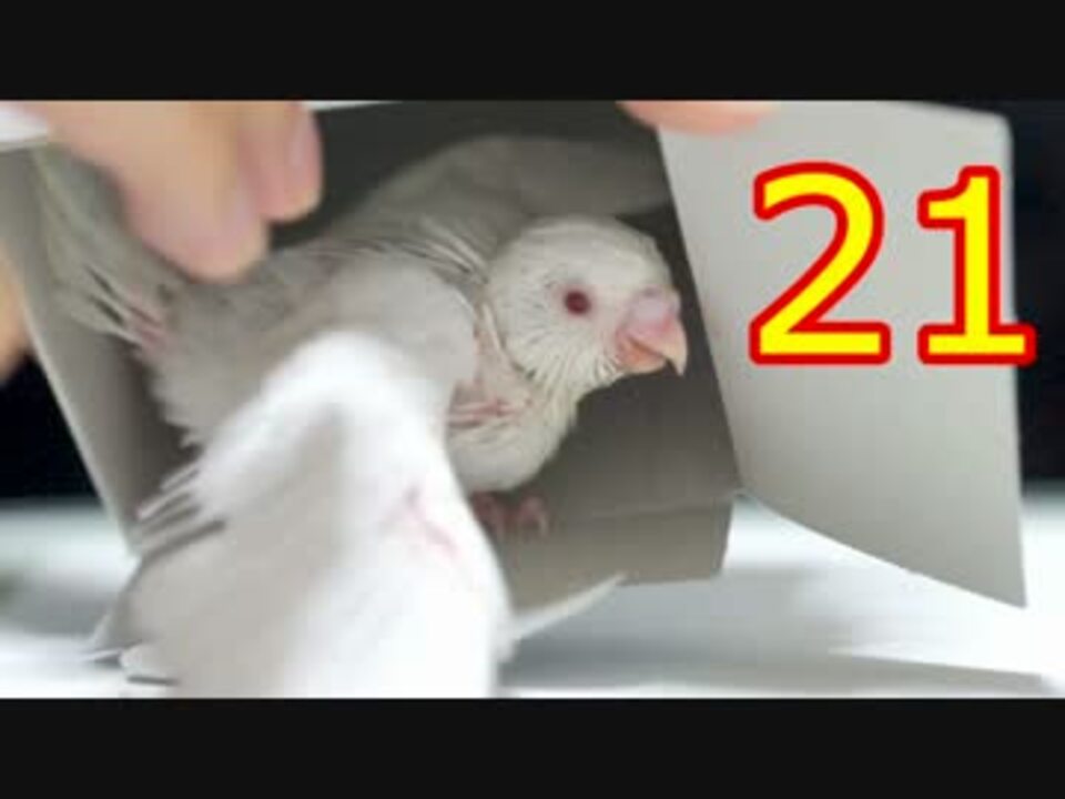 生後21日 セキセイインコをかった アルビノ雛 ニコニコ動画