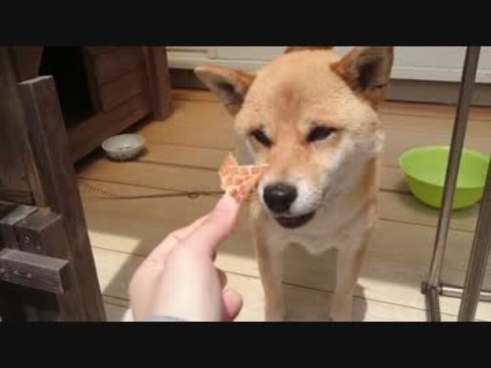 【駄犬】やればできる子【柴犬あずき】 ニコニコ動画