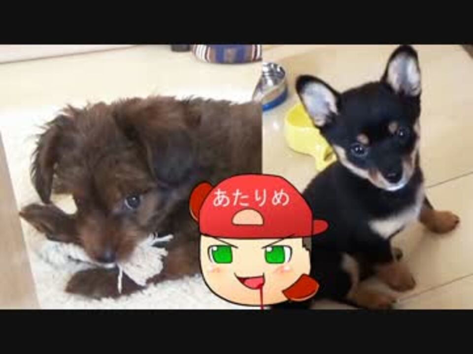 人気の バグ 犬種 動画 4本 ニコニコ動画