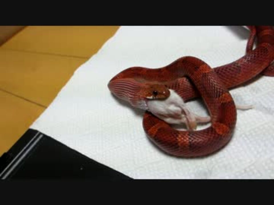 コーンスネーク 最強可愛いうちの蛇 マウス ニコニコ動画
