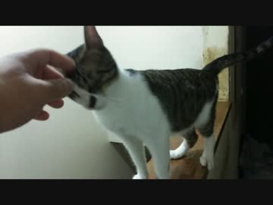 人気の ラメ 動画 15本 ニコニコ動画