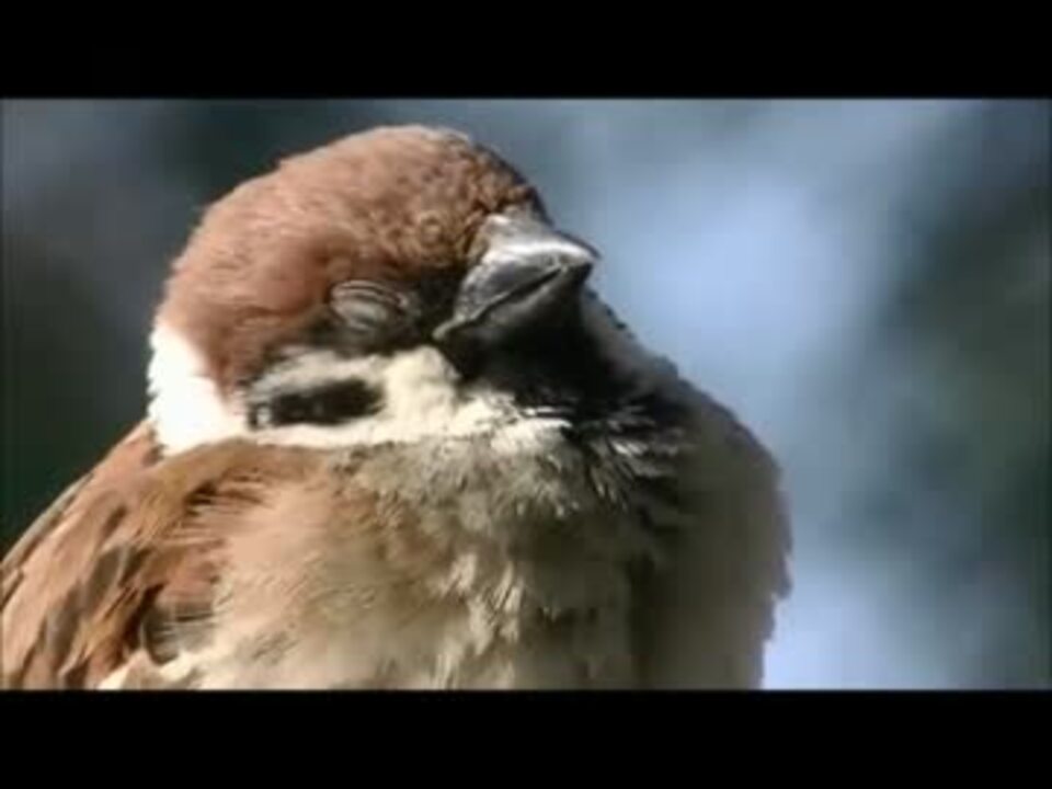 人気の 動物 すずめ 動画 416本 6 ニコニコ動画