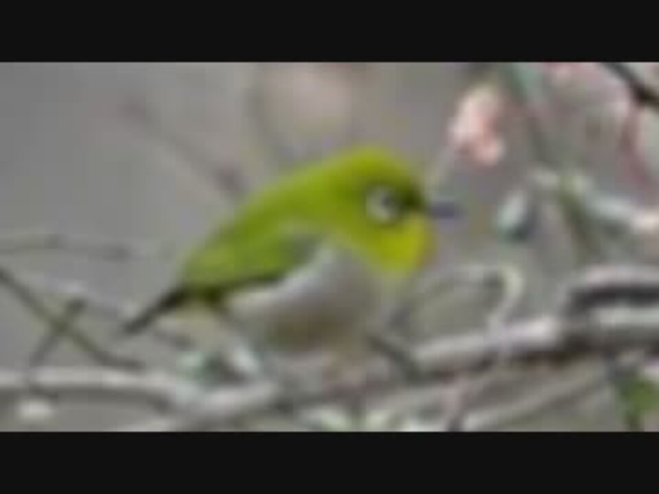 人気の 鳥 動画 186本 5 ニコニコ動画