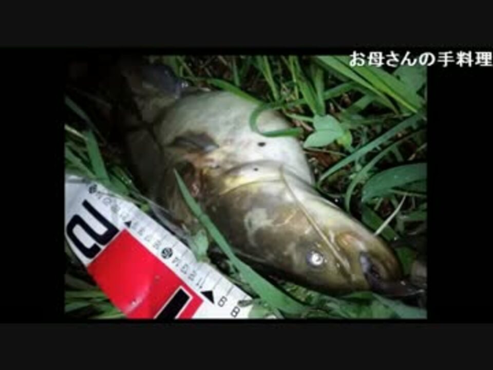 人気の 自然 魚釣り 動画 571本 7 ニコニコ動画