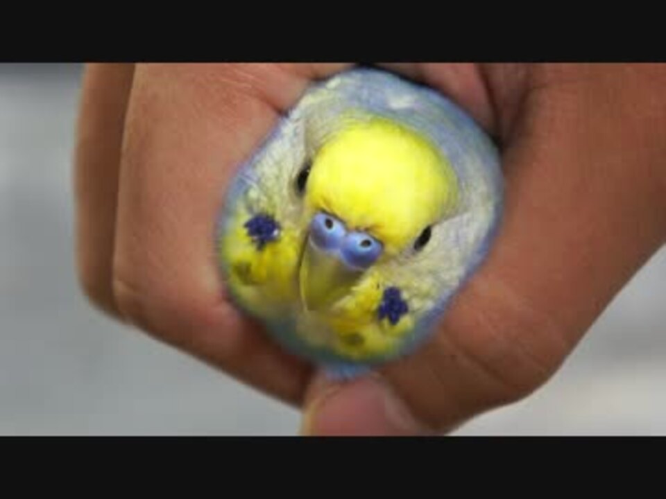 インコを握ってみた ニコニコ動画