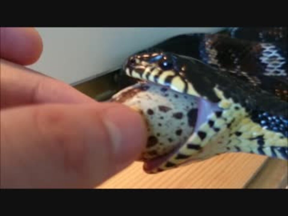 手渡しでヘビに卵をあげる ニコニコ動画
