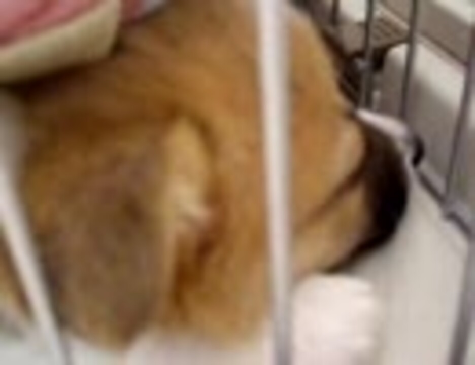 コーギー犬ミント いじける ニコニコ動画