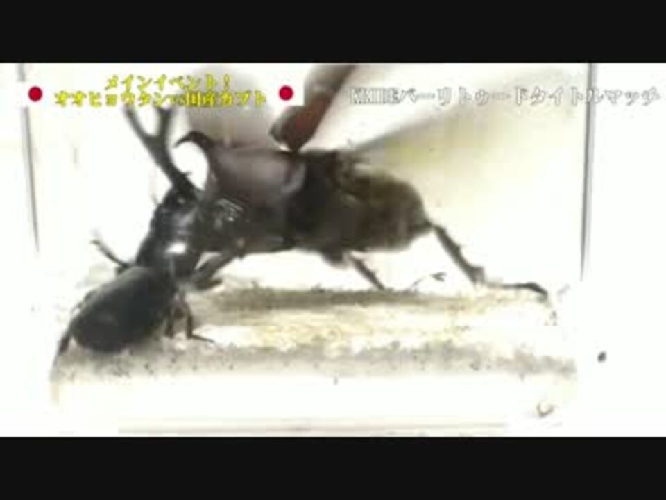 Kride 34 オオヒョウタンゴミムシvsカブトムシ ニコニコ動画