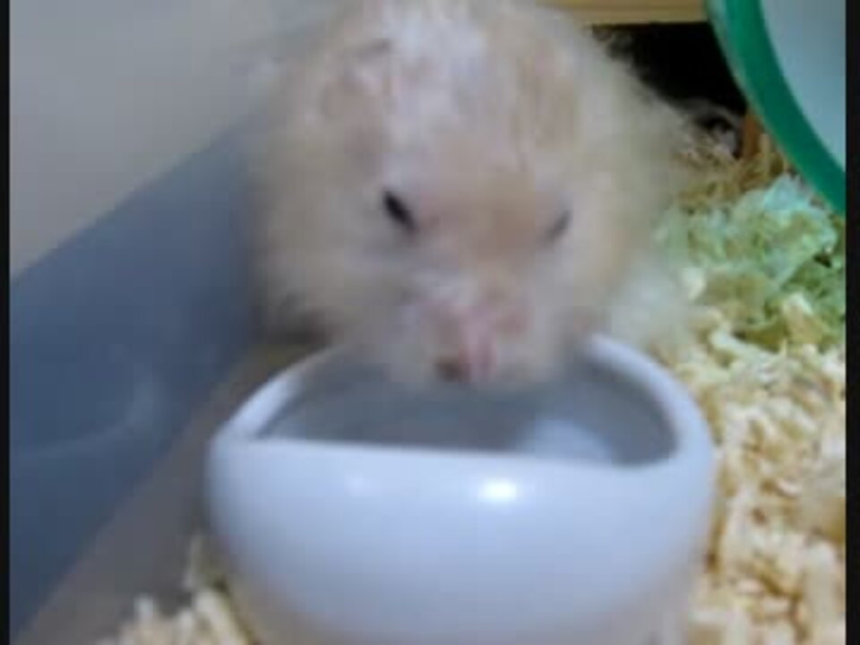 寝起きのハムスターが水を飲む ニコニコ動画