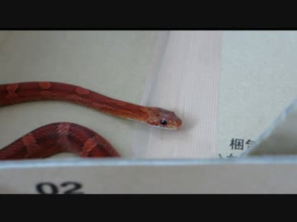 コーンスネーク 最強可愛いうちの蛇 レース ニコニコ動画
