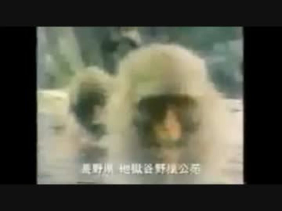 人気の 猿 動画 478本 7 ニコニコ動画