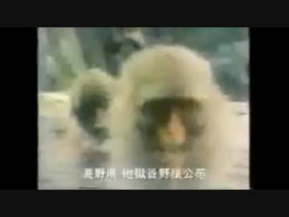 人気の 猿 動画 478本 7 ニコニコ動画