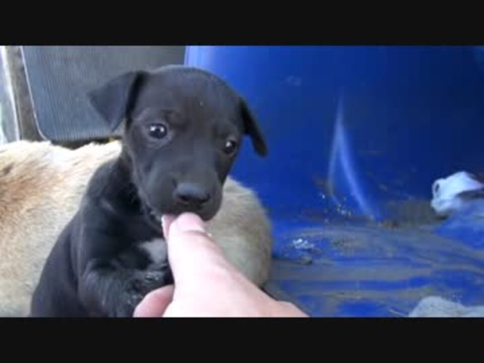 W W 捨て犬保護シリーズ 41 ニコニコ動画