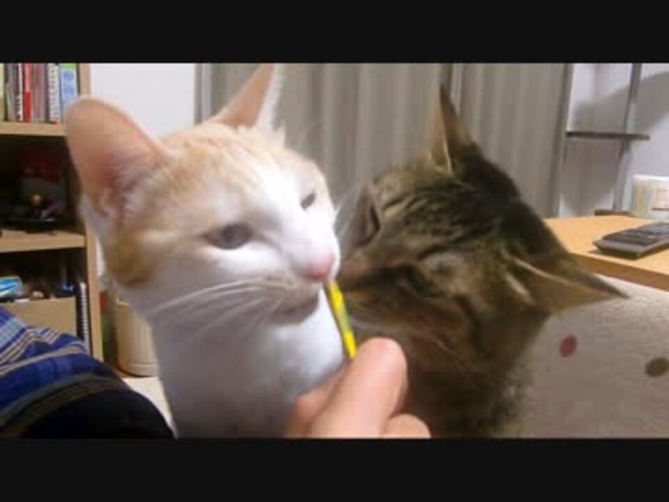 舐め合う猫 ニコニコ動画