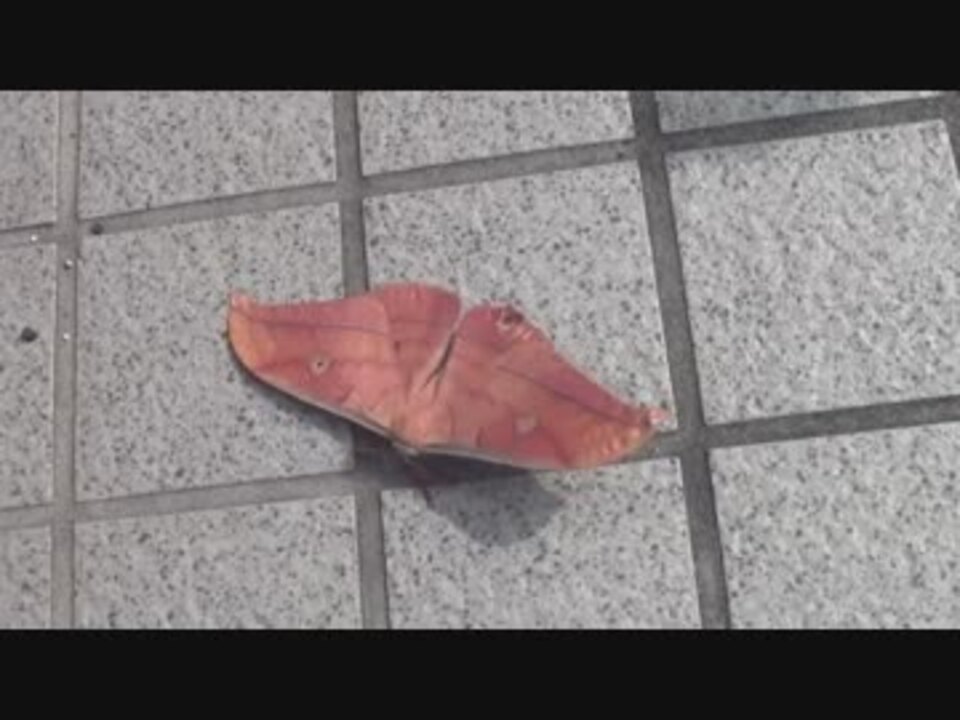 人気の エーミール 動画 105本 2 ニコニコ動画