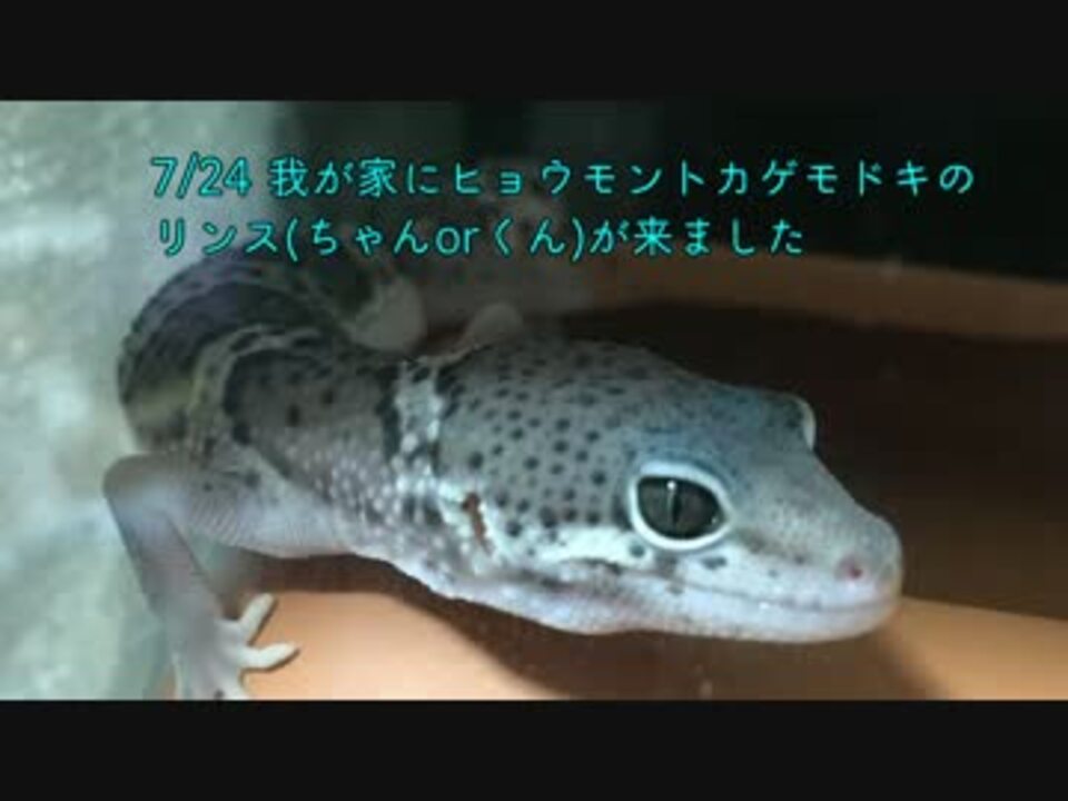 人気の ヒョウモントカゲモドキ 動画 915本 26 ニコニコ動画