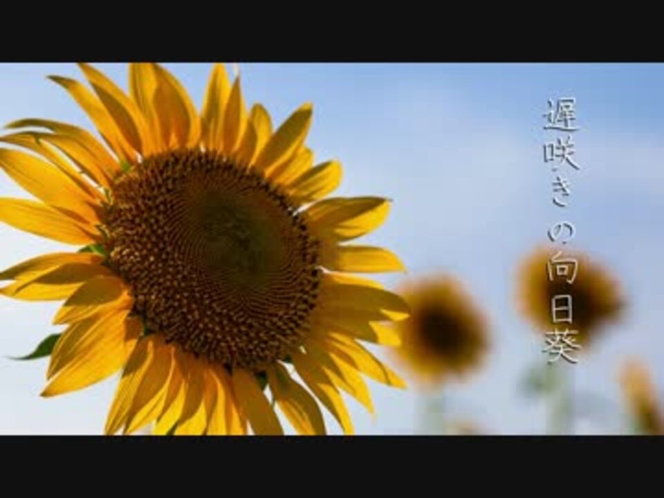 One 遅咲きの向日葵 Akatsukikyo ニコニコ動画