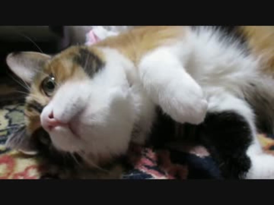 人気の 猫 おねだり 動画 28本 ニコニコ動画