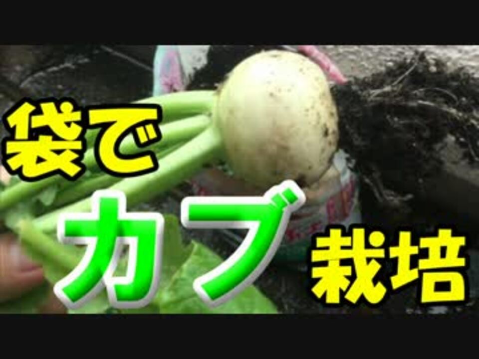 人気の カブ 動画 1 005本 ニコニコ動画