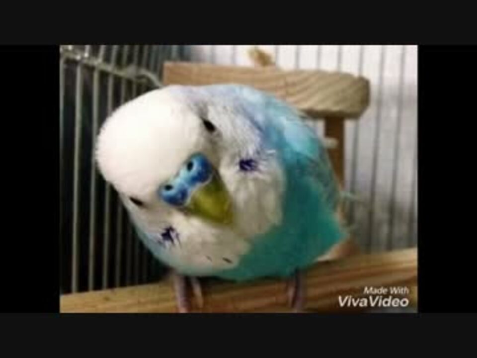 人気の ｾｷｾｲｲﾝｺ 動画 2 594本 18 ニコニコ動画