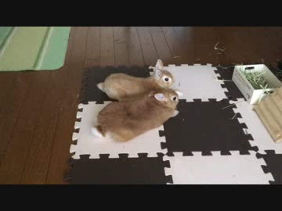 うさぎ 稲荷トロ子 うー太 ラブラブ動画 ニコニコ動画