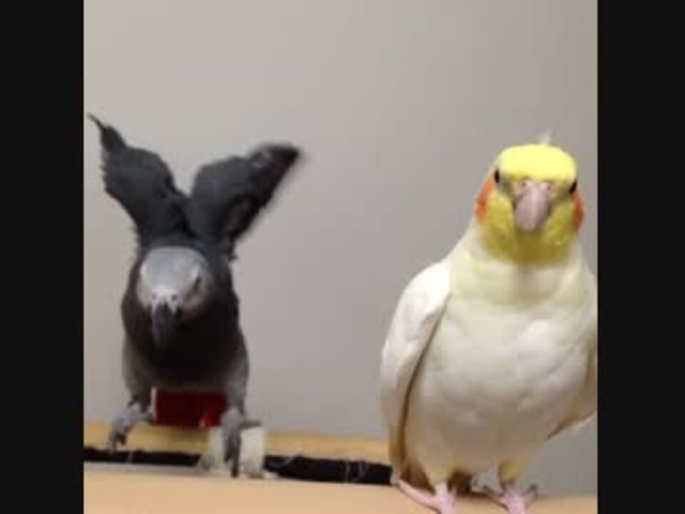 人気の オカメインコ 動画 2 5本 ニコニコ動画