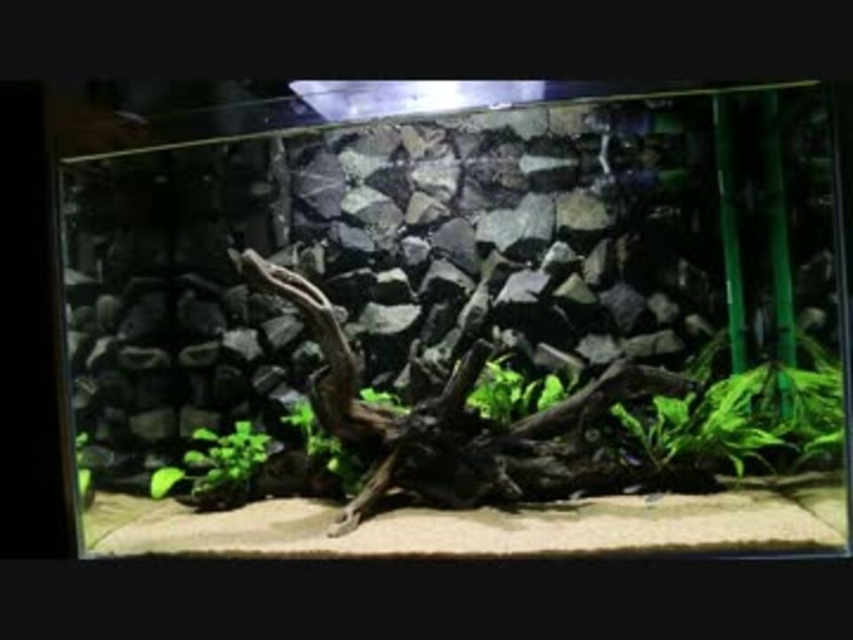 人気の 熱帯魚 水槽 動画 653本 6 ニコニコ動画