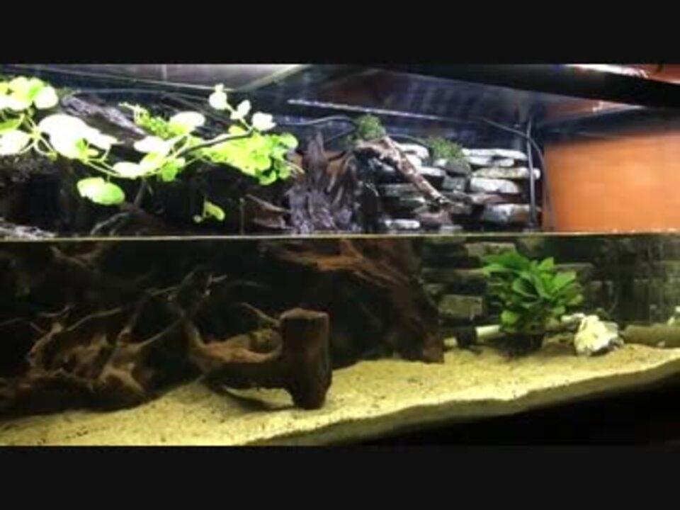 人気の 熱帯魚 水槽 動画 653本 6 ニコニコ動画