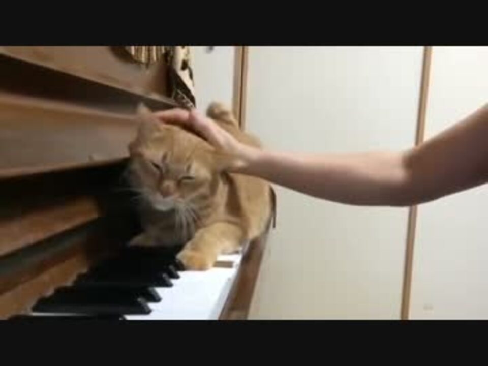 人気の ピアノ 猫 動画 19本 ニコニコ動画