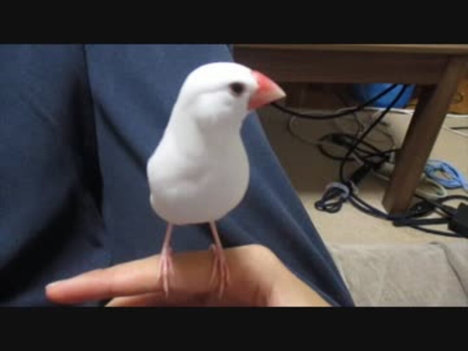 人気の 文鳥 動画 1 049本 8 ニコニコ動画