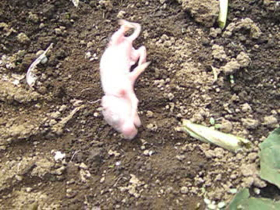 これってモグラの赤ちゃん ネズミの赤ちゃん ニコニコ動画