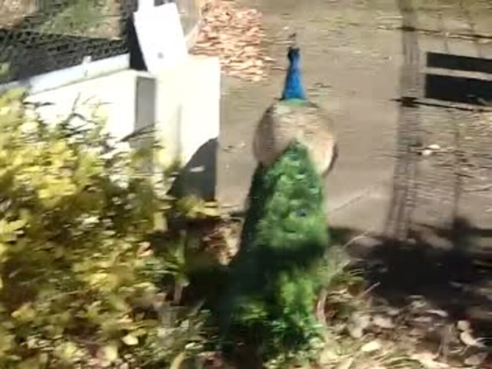 クジャクの散歩 多摩動物園 ニコニコ動画
