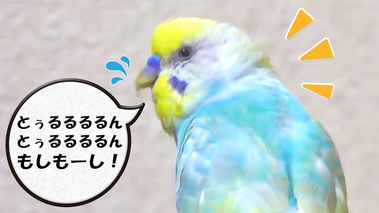 電話に出るおしゃべりインコ ニコニコ動画