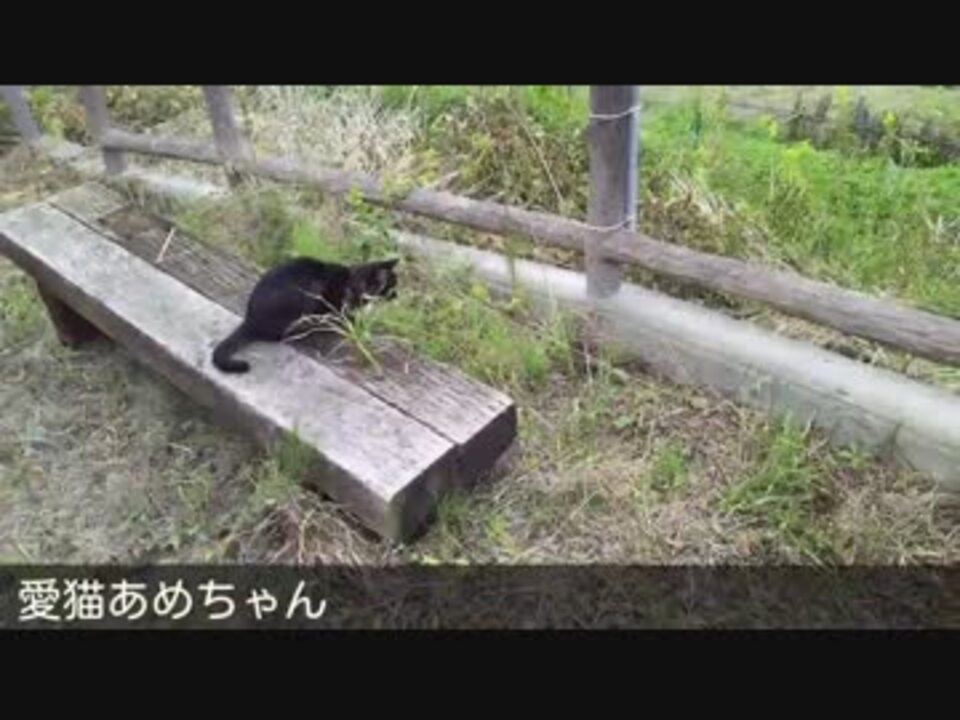 愛猫あめちゃん Vs 毒蛇ヤマカガシ ニコニコ動画